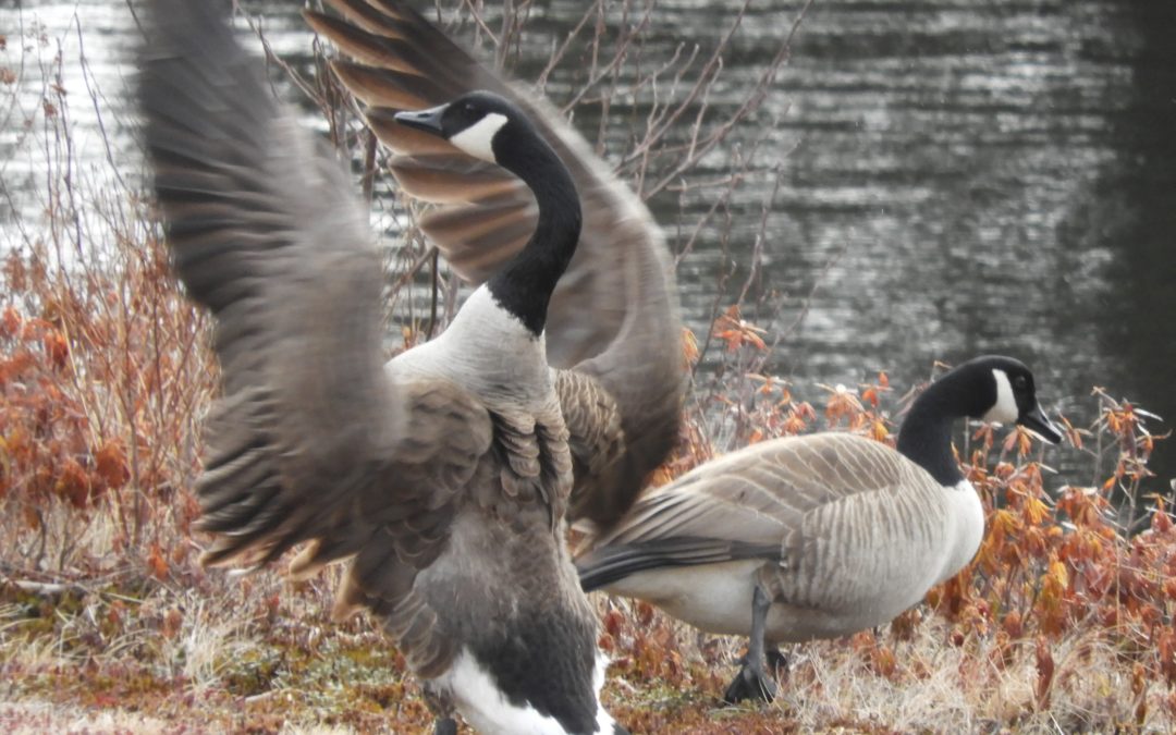 2020’s Popular Hobby: Birding