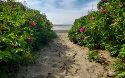 July’s Featured Preserve: Mowry Beach