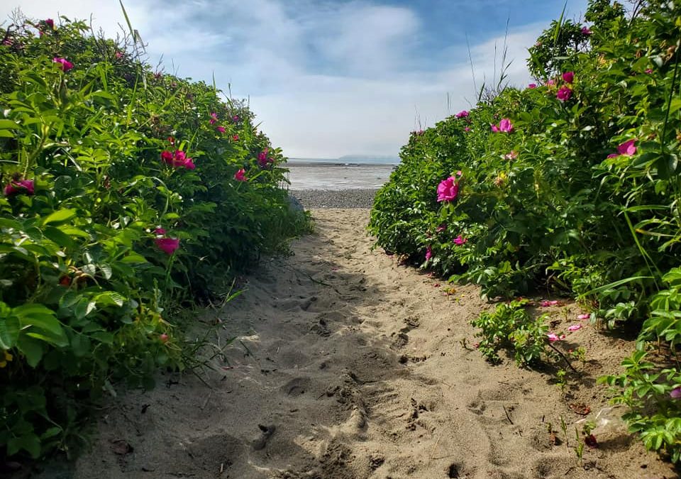 July’s Featured Preserve: Mowry Beach