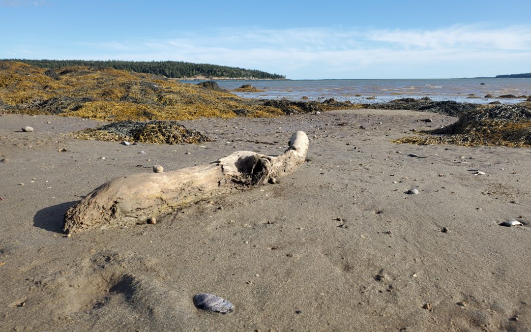 New Shore Trail of the Pigeon Hill Preserve