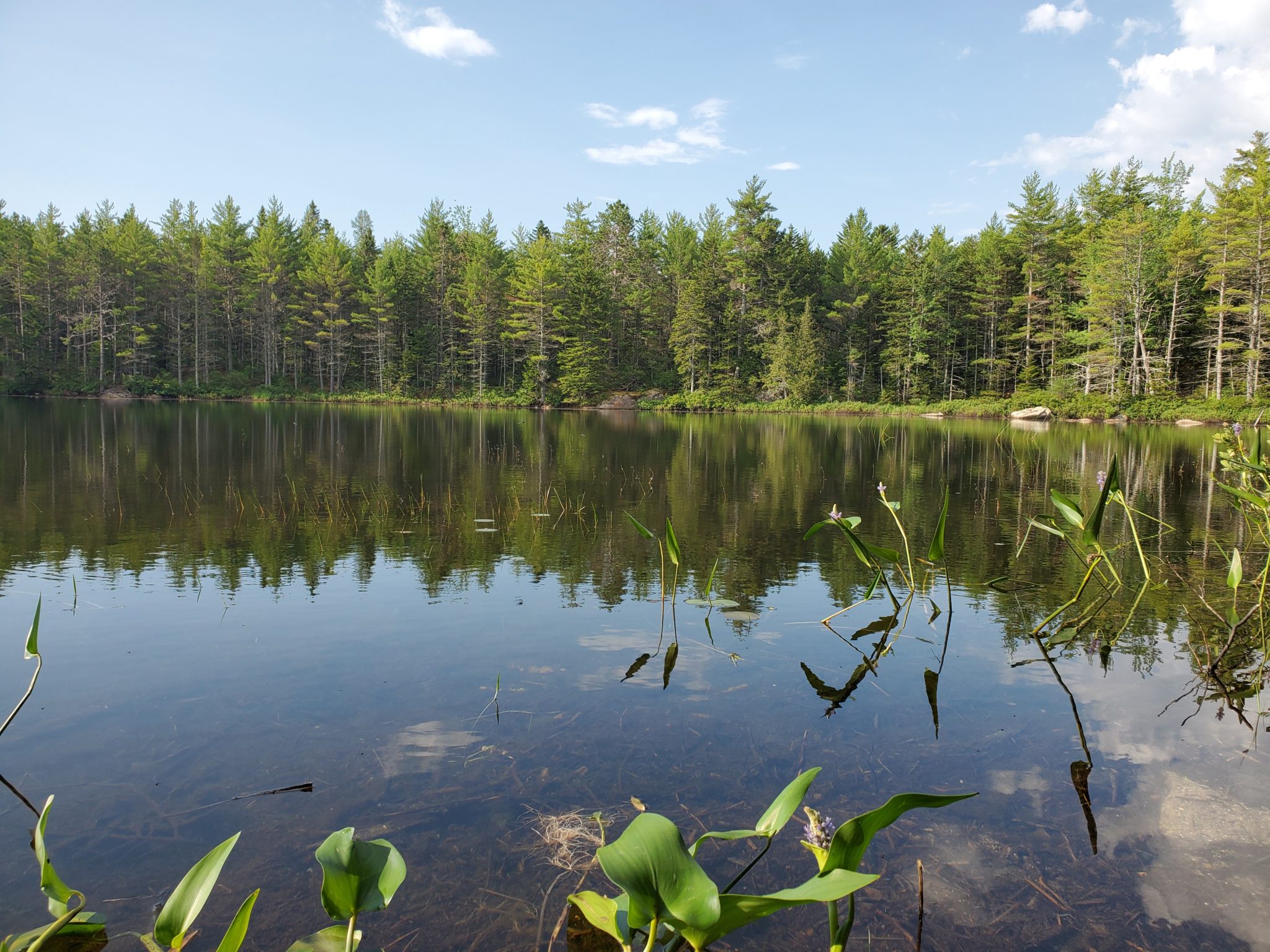 CANCELED: Vining Lake Naturalist Walk and Talk: Breeding Birds ...