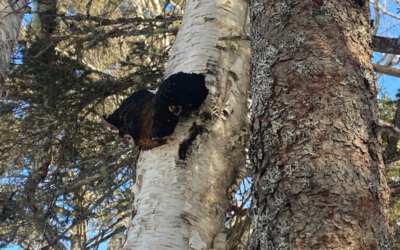 Chaga – Maine foraging gold.